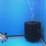Thai Oranda Lemon Head Panda Jumbo Breed 2.8" Body Female 8mths(FEB-543)