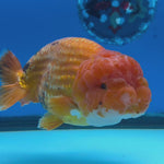 Thai Ranchu JUMBO Red/White 4.5” Body Male(CK-1555)BLUETUB-A