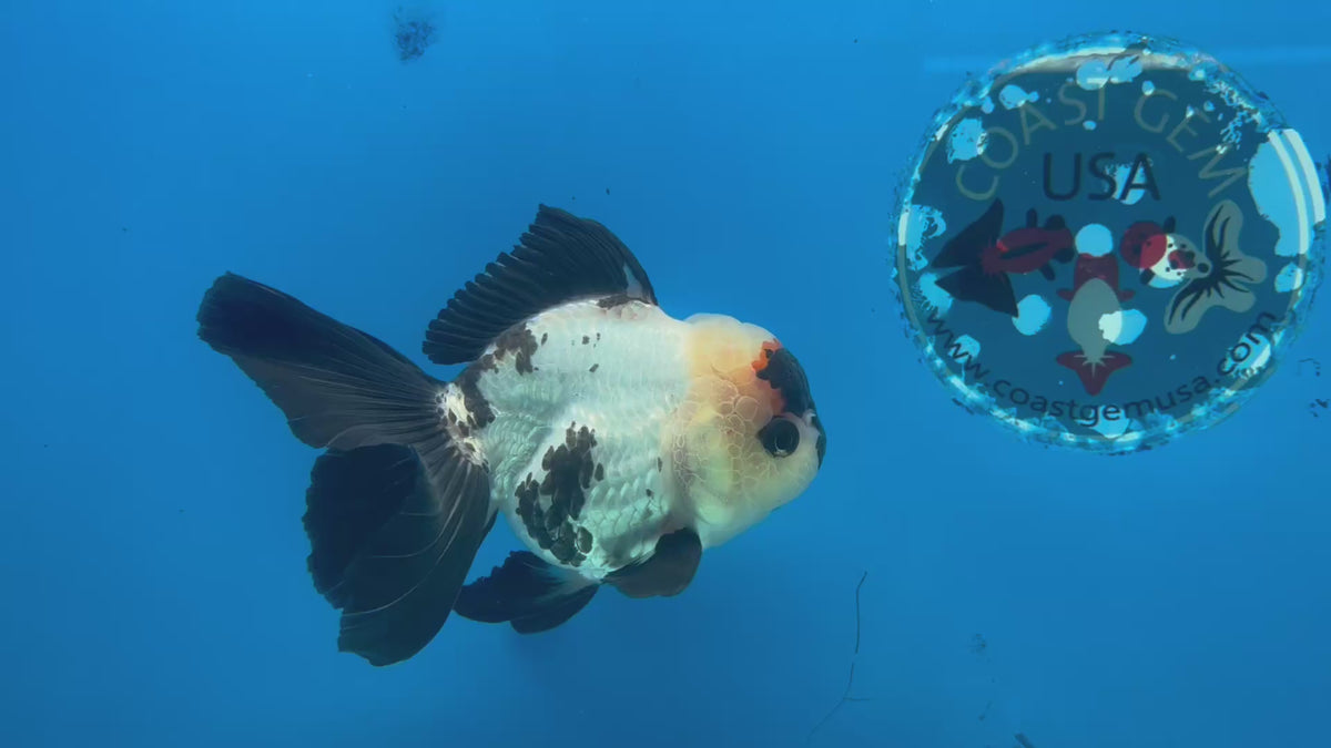 Thai Oranda Panda 3.5” Female(CK-1629)R2A08