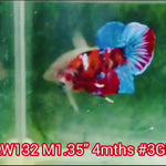 H Live Male Betta Red Galaxy Koi Plakat (NAW-132) what you see what you get!