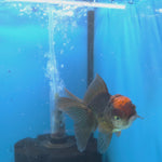 Thai Oranda Apache 2.5” Male(FEB-633)R3B15