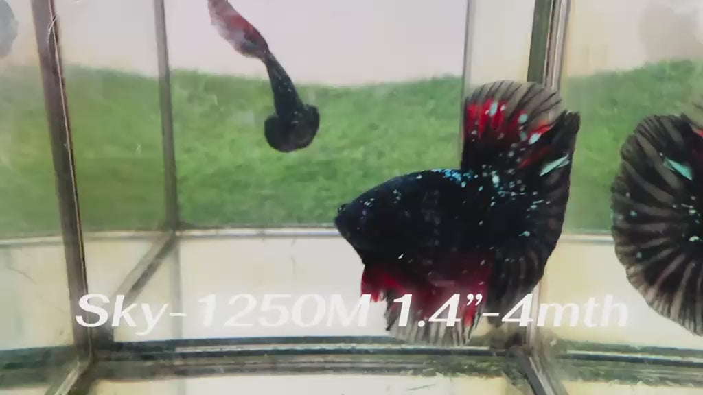 Live Male Betta Black Galaxy Stardust Super Delta (Sky-1250) High quality What you see What you get!!