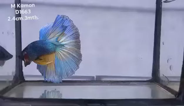 Male Betta Mustard Gas green/blue/black ROSETAIL Over Halfmoon Our Choice (CBM-1017)