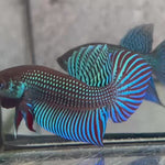 Live Male Betta Green Mahachai Wild Plakat (BID-124)S065 High quality what you see what you get!!