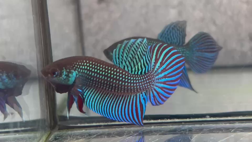 Live Male Betta Green Mahachai Wild Plakat (BID-124)S065 High quality what you see what you get!!