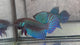 Live Male Betta Green Mahachai Wild Plakat (BID-124)S065 High quality what you see what you get!!