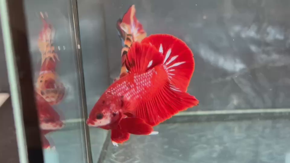 Live Male Betta Red Galaxy Koi Plakat (TNK-A768) High quality What you see What you get!!