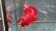 Live Male Betta Red Galaxy Koi Plakat (TNK-A768) High quality What you see What you get!!