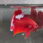 Live Male Betta Fancy Red Hellboy Startail Plakat (TNK-A695) High quality what you see what you get!!