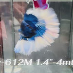 Live Male Betta Blue Butterfly Over Halfmoon (Sky-612) High quality what you see what you get!!