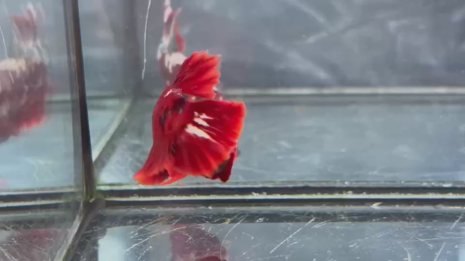 Live Male Betta Red Galaxy Stardust Plakat (TNK-A823) High quality what you see what you get!!