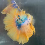 Live Male Betta Yellow Marble Polkadot Over Halfmoon (TNK-A303) High quality What you see What you get!!