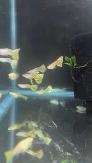 Albino King Cobra/Albino Snake Skin