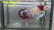Live Male Betta Classic Red Marking Koi Plakat (RSS-181)High quality what you see what you get!!