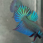 Live Male Betta Green Original Mahachai Wild Plakat (BID-151) High quality What you see What you get!!