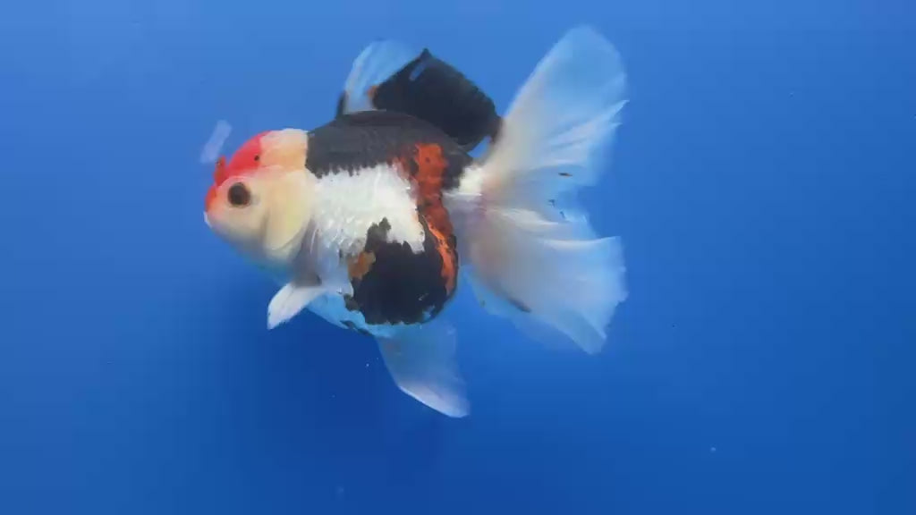 Thai Oranda Tircolor 4.5"inch Body Female (Tex-353) R1A8
