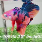 Live Male Betta Candy Sweet Koi Giants Plakat (Sky-1091)S376 High quality What you see What you get!!