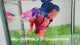 Live Male Betta Candy Sweet Koi Giants Plakat (Sky-1091) High quality What you see What you get!!