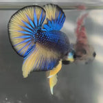 Live Male Betta Yellow Blue & Green Mustard Retro colors Bigtail Plakat (KSA-A506) High quality what you see what you get!!