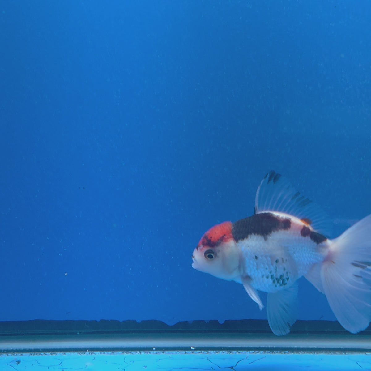 Thai Oranda Red Cap Panda 3.00" Body Female (FEB-785)R1B03