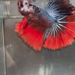 Live Male Betta Fancy Red Devil Over Halfmoon (TNK-A181)High quality What you see What you get!!