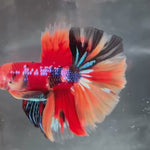 Live Male Betta Red Galaxy Nemo Over Halfmoon (TNK-A185)High quality What you see What you get!!