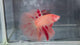 Live Male Betta Orange Vanda Armageddon Halfmoon (TNK-A851) High quality what you see what you get!!