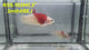 Live Male Betta Red Koi Marking Plakat (RSS-103)S028 High quality what you see what you get!!