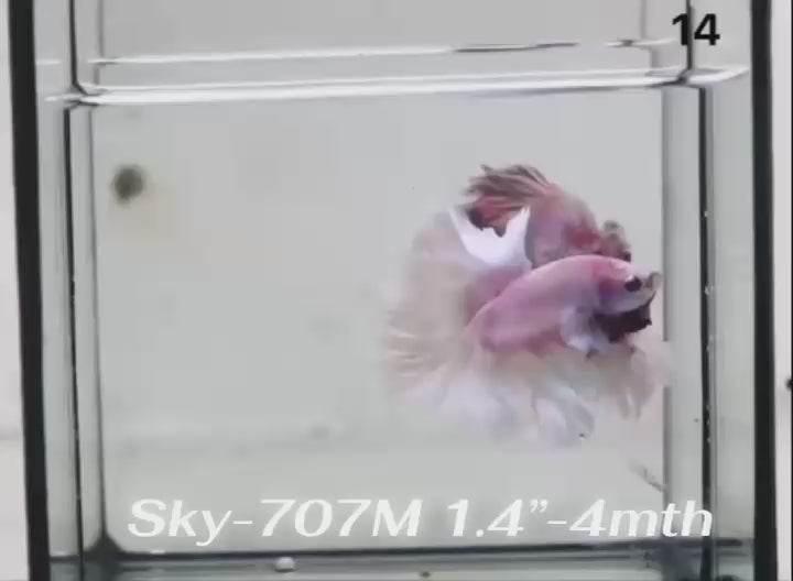 Live Male Betta Fancy Purple Pink Light colors Halfmoon Rosetail (Sky-707) High quality What you see What you get!!