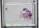 Live Male Betta Fancy Purple Pink Light colors Halfmoon Rosetail (Sky-707) High quality What you see What you get!!