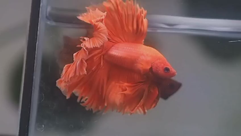 Live Male Betta Super Orange Solid color Halfmoon Rosetail (MKP-701) High quality what you see what you get!!