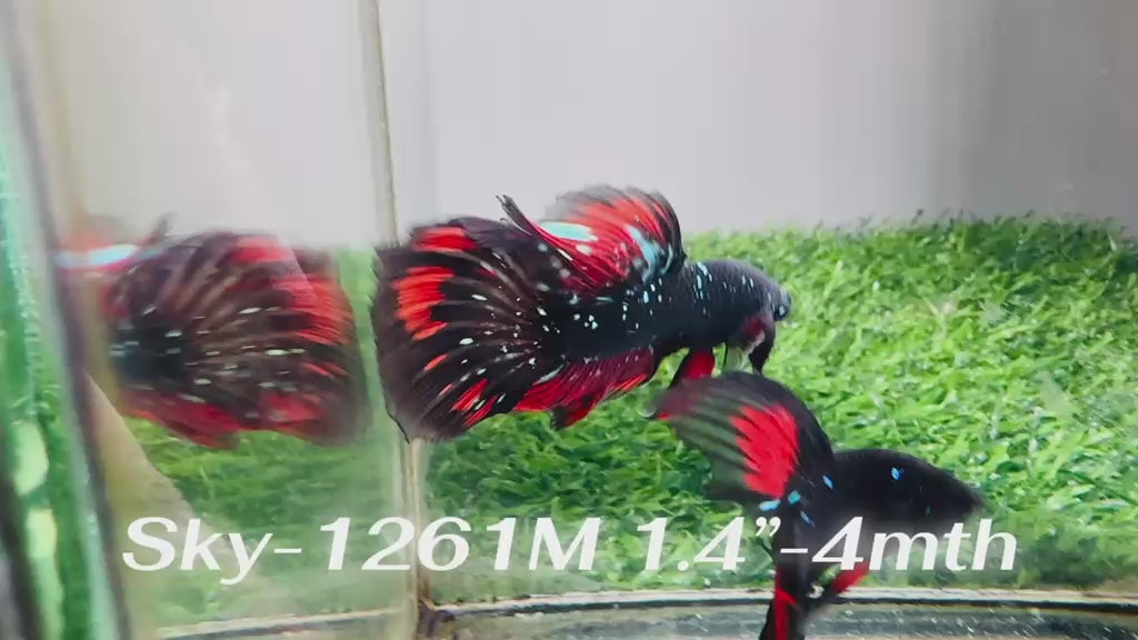 Live Male Betta Black Galaxy Koi Halfmoon (Sky-1261) High quality What you see What you get!!
