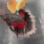 Live Male Betta Black Copper Red Tri-colors Over Halfmoon (TNK-A729) High quality what you see what you get!!