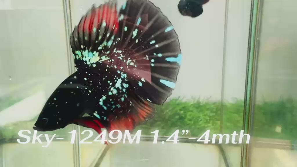 Live Male Betta Black Galaxy Avatar Super Delta (Sky-1249) High quality What you see What you get!!