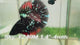 Live Male Betta Black Galaxy Avatar Super Delta (Sky-1249) High quality What you see What you get!!
