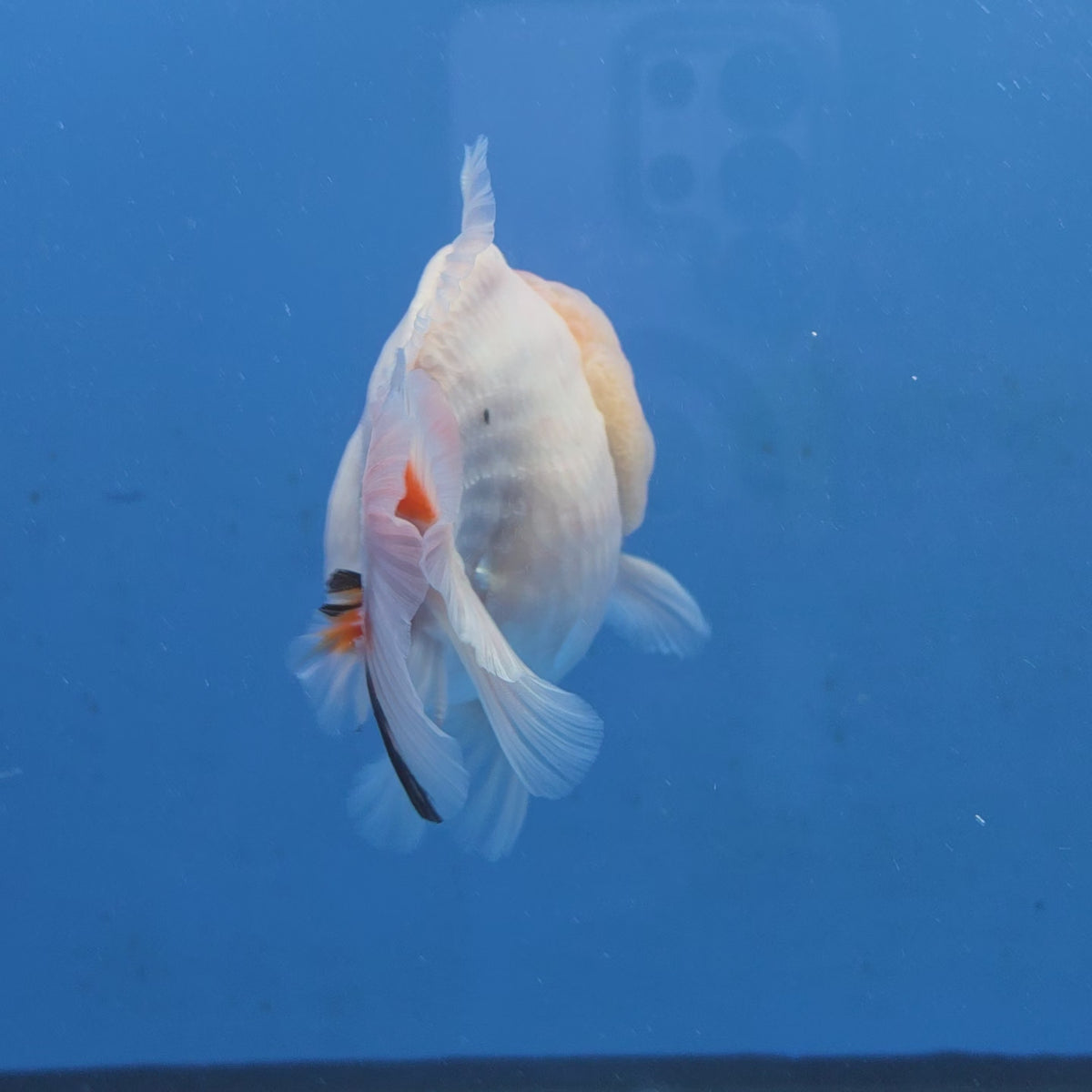 Thai Oranda Red Cap Tri color Sakuda Godzilla 4 inch Body male (G-FEB-114)BlueTubB