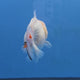 Thai Oranda Red Cap Tri color Sakuda Godzilla 4 inch Body male (G-FEB-114)BlueTubB