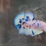 Live Male Betta Blue Marble Polkadot Plakat (TNK-A719) High quality what you see what you get!!