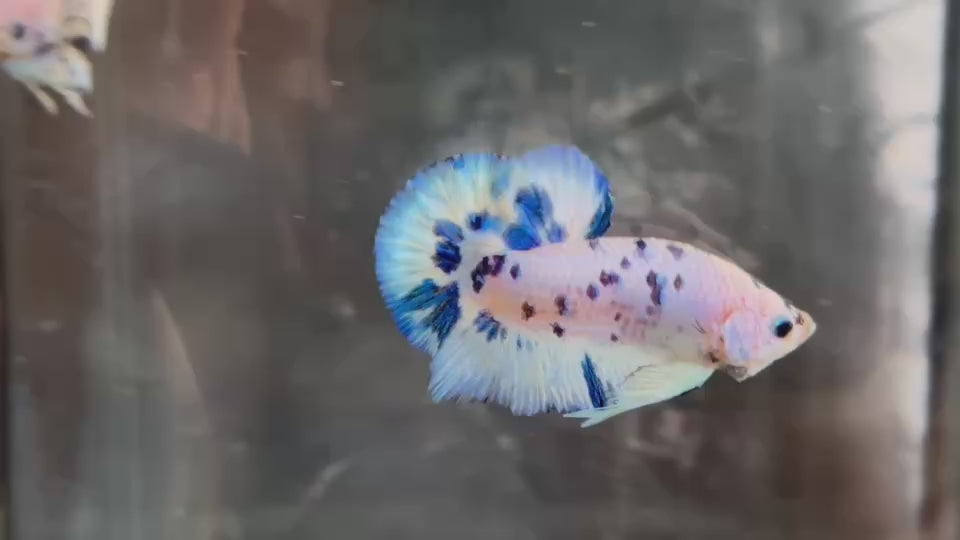Live Male Betta Blue Marble Polkadot Plakat (TNK-A719) S041 High quality what you see what you get!!