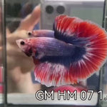 (GM-07)AAA Flag Color Fancy Grizzle Over Halfmoon Male Betta