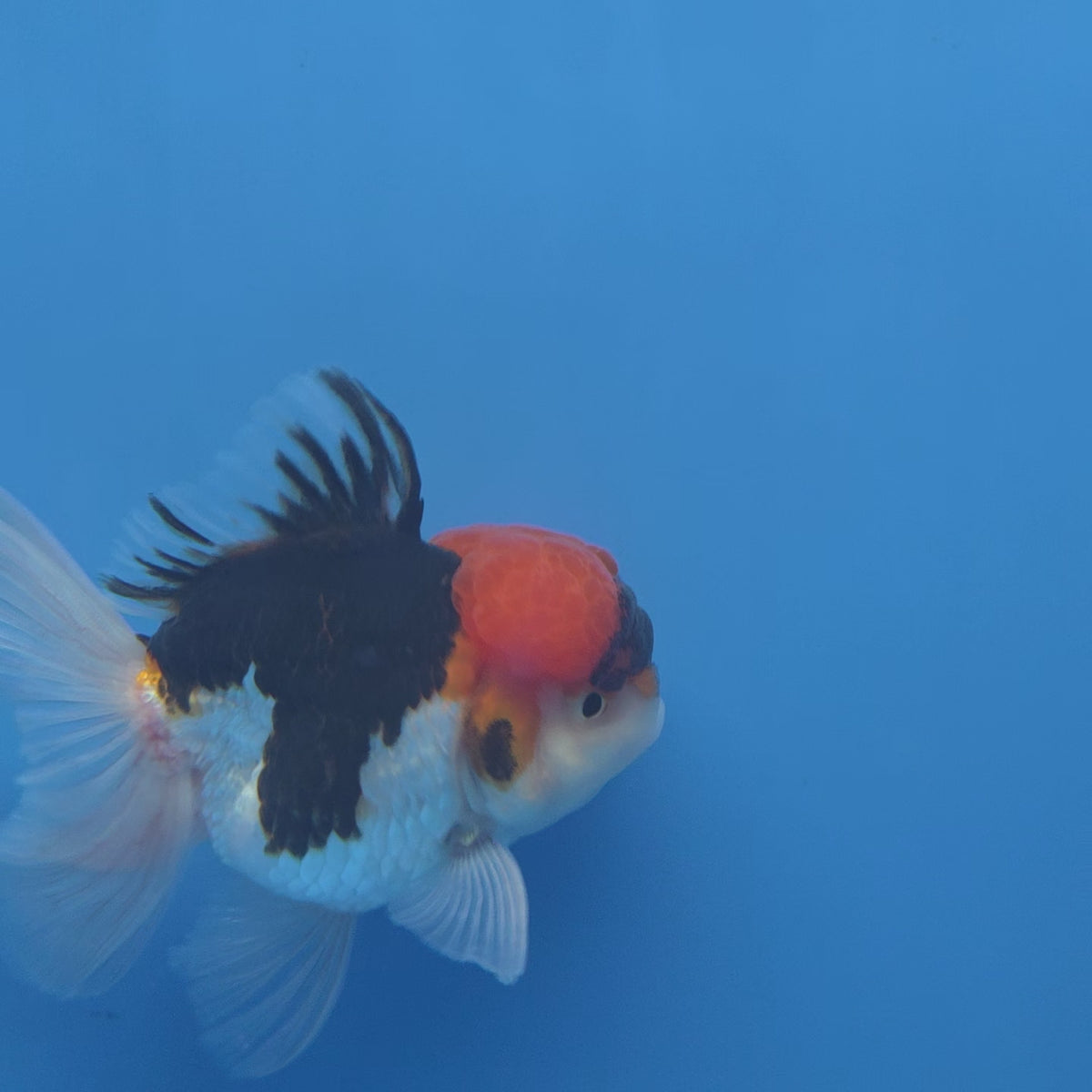 Thai Oranda Red Cap Panda 3"inch Body Female(FEB-913)R3A09