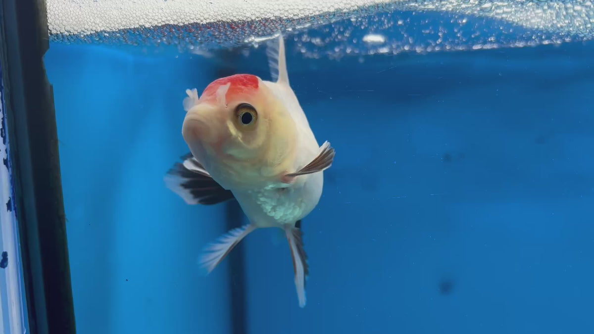 Thai Oranda Tri-Color 2.5" Female (CK-1521)R3B16