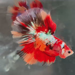 Live Male Betta Galaxy Nemo Fire Halfmoon (TNK-A426) High quality What you see What you get!!