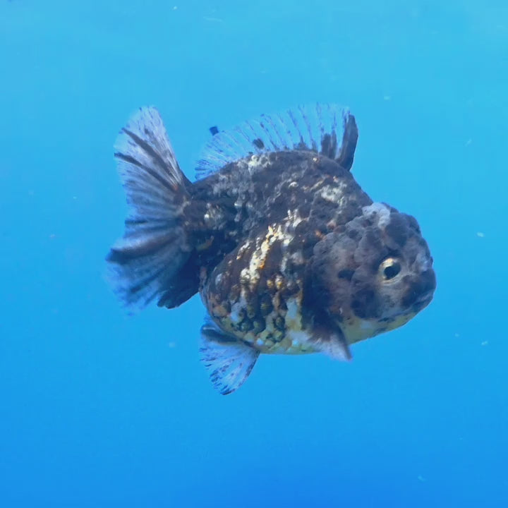 Thai Oranda Dark Granite Tiger Godzilla 4 inch Body Female (FEB-947)BLUETUBC