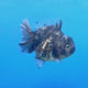 Thai Oranda Dark Granite Tiger Godzilla 4 inch Body Female (FEB-947)BLUETUBC
