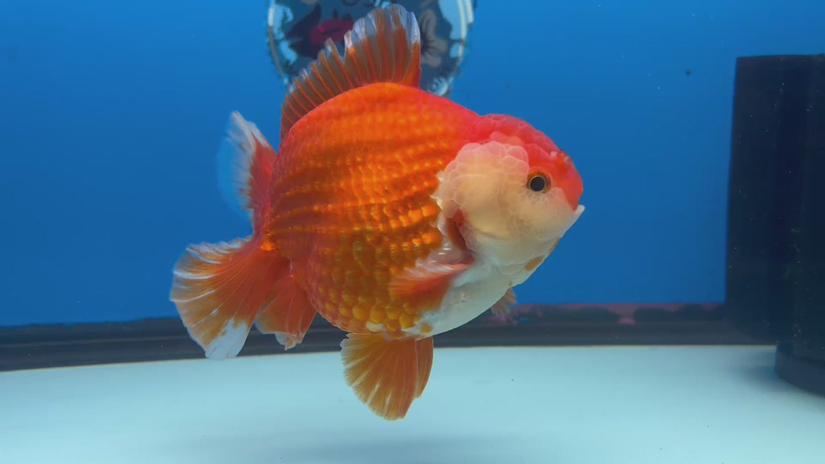 Thai Oranda Red/White 4” Body Male(CK-1446)R2A11