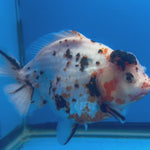 Thai Oranda Tri-Color Tiger 4" Male(NKT-CK-1567)BLUETUB-B