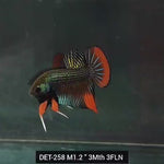 Live Male Betta Green-Red Imbellis Wild Plakat (DET-258) High quality what you see what you get!!