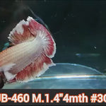 Live Male Betta Fancy Copper Light tone Plakat (JUB-460) What you see what you get!