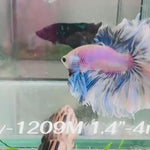 Live Male Betta Blue Grizzle Halfmoon Rosetail (Sky-1209) High quality what you see what you get!!
